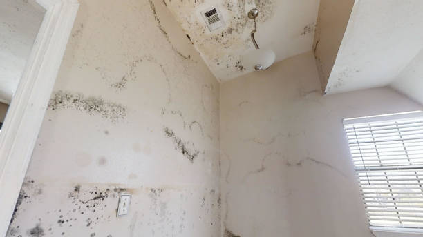 Best Mold Damage Restoration  in Rochester Hills, MI