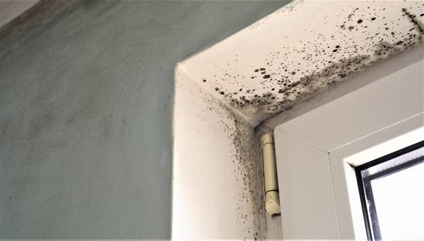 Best Residential Mold Inspection & Testing  in Rochester Hills, MI