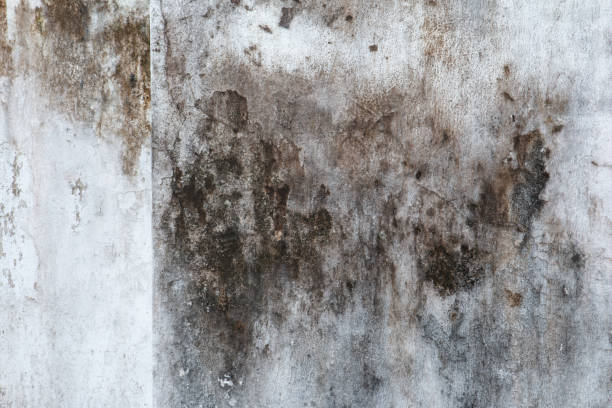 Best Mold Remediation for Healthcare Facilities  in Rochester Hills, MI