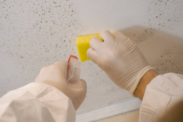 Best Industrial Mold Remediation  in Rochester Hills, MI