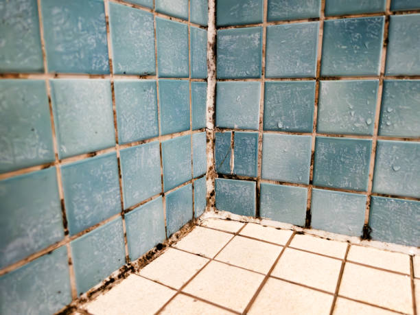 Best Mold Odor Removal Services  in Rochester Hills, MI