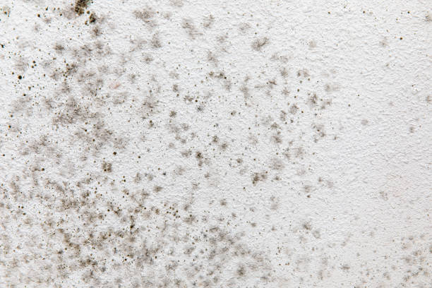 Best Biohazard Mold Removal  in Rochester Hills, MI